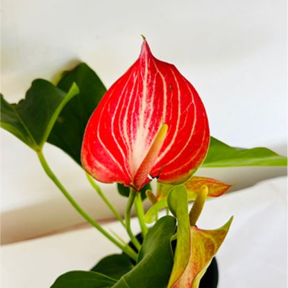 Anthurium red