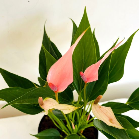 Pink Anthurium