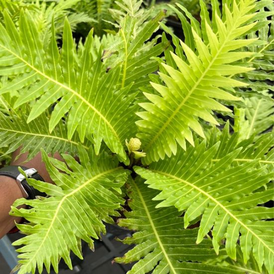 Tree fern