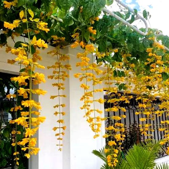 golden cascade plant