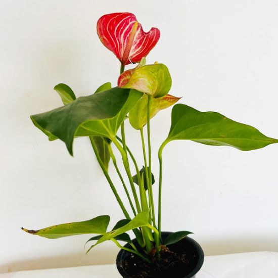 Anthurium red