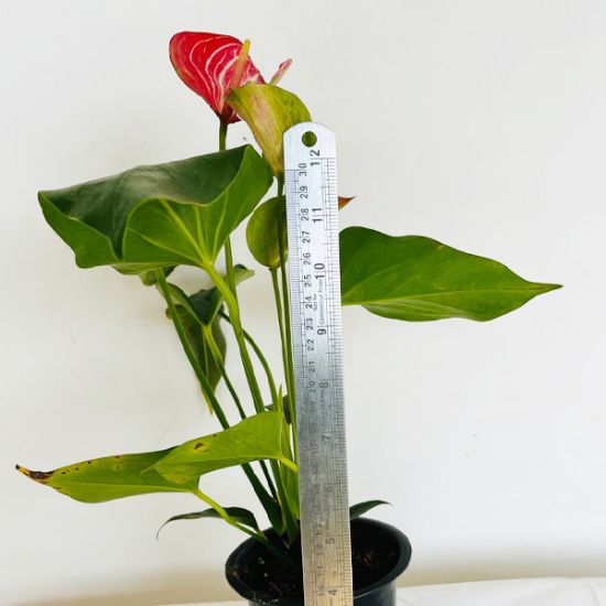 Anthurium red