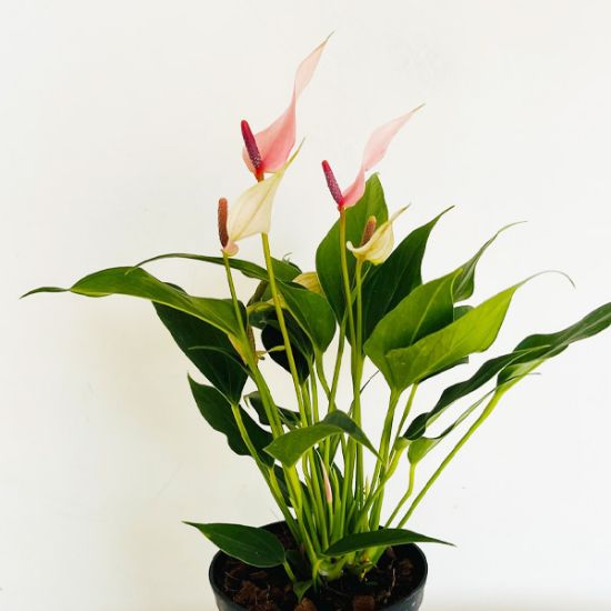 Pink Anthurium