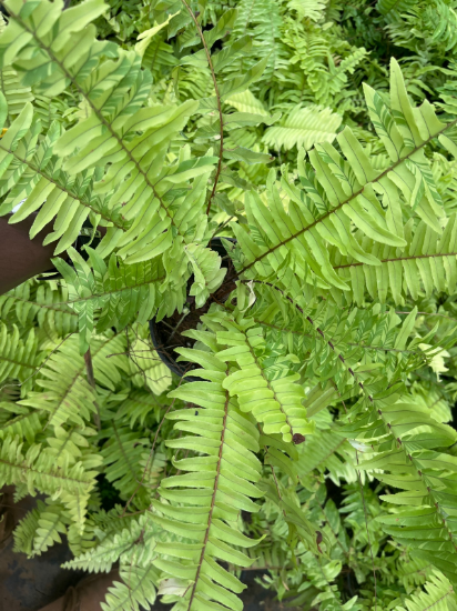 Golden fern