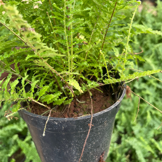 Fern Bush