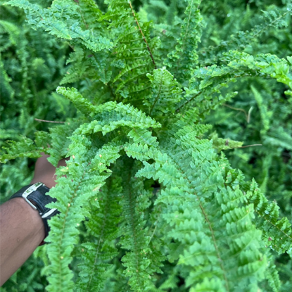 Fern Bush