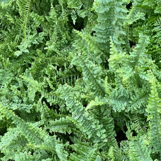 Fern Bush