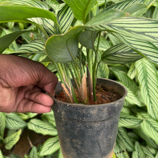 Calathea ornata