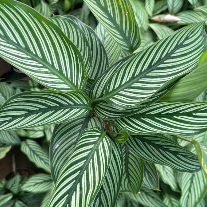 Calathea ornata