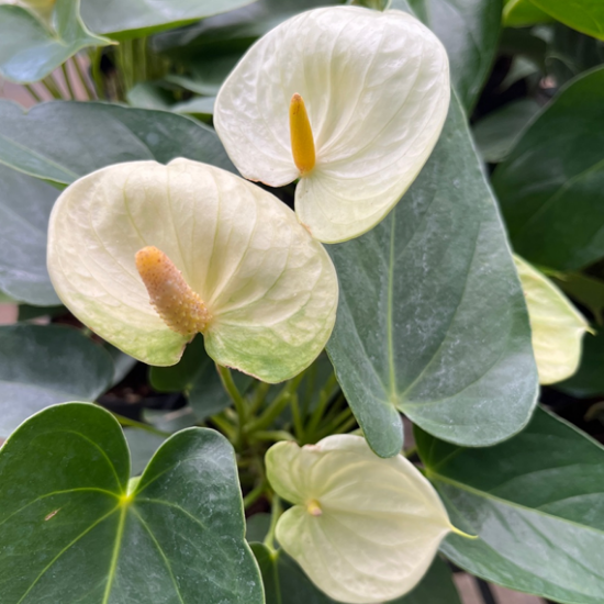 Anthurium-Yellow