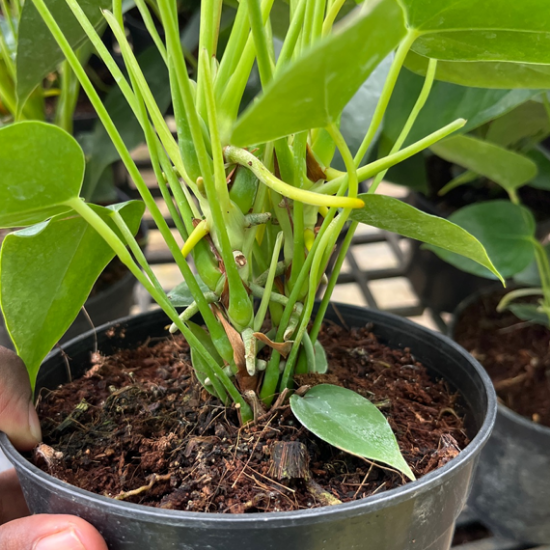 Anthurium-Yellow