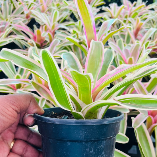 Bromeliad pink