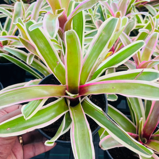 Bromeliad pink