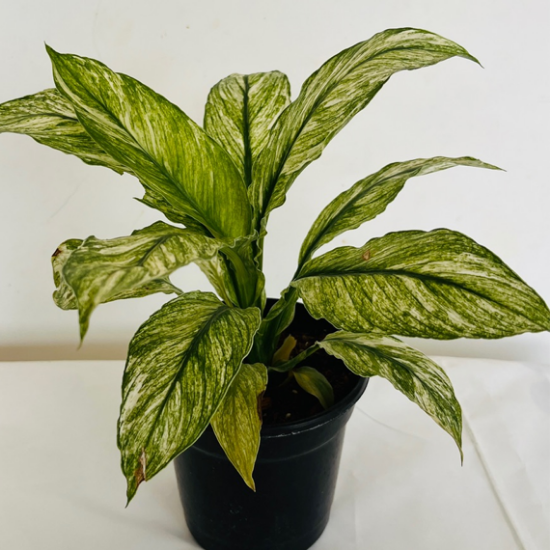 Spathiphyllum  variegata