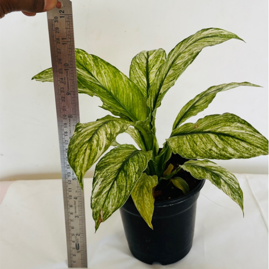 Spathiphyllum  variegata