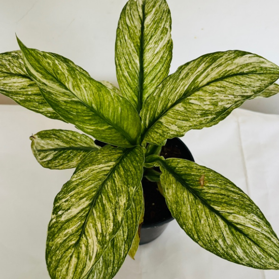 Spathiphyllum  variegata