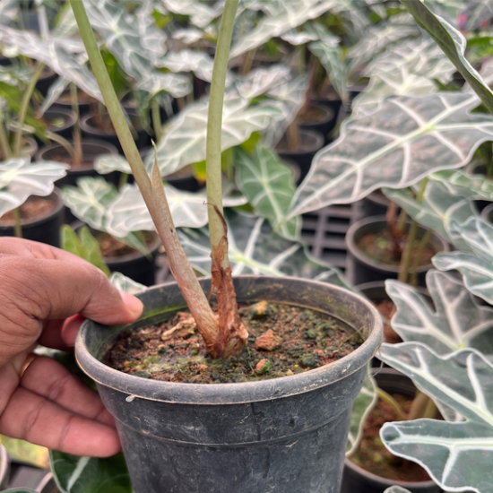 Alocasia Amazonica