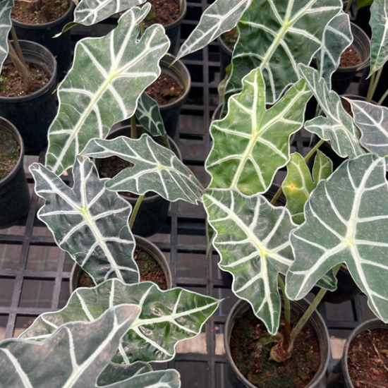 Alocasia Amazonica