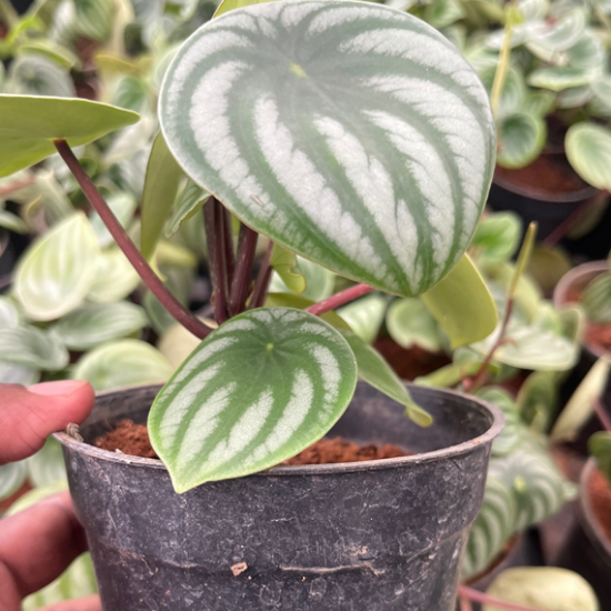 Water melon peperomia