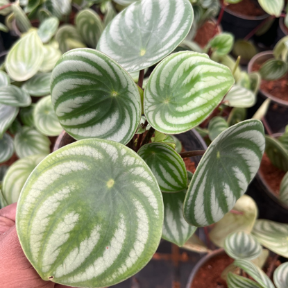 Water melon peperomia