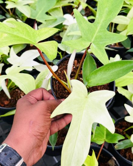 Picture of Philodendron - florida ghost verigated