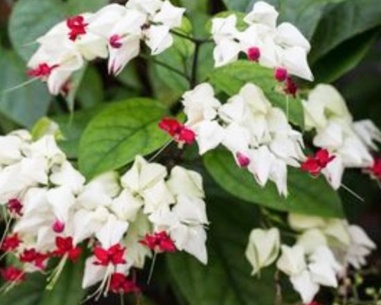 Picture of Bleeding Heart - Creeper