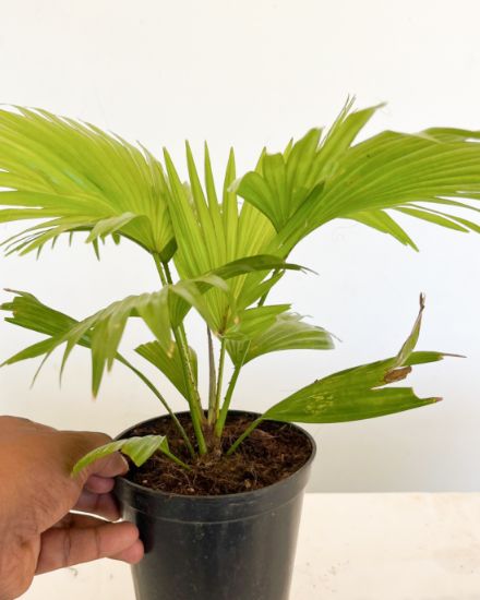 Picture of Livistona Palm