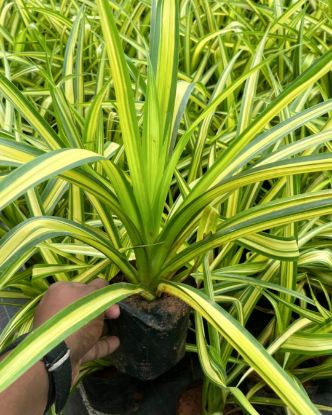 Picture of Golden Pandanus