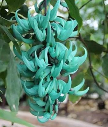 Picture of Jade Vine - Creeper