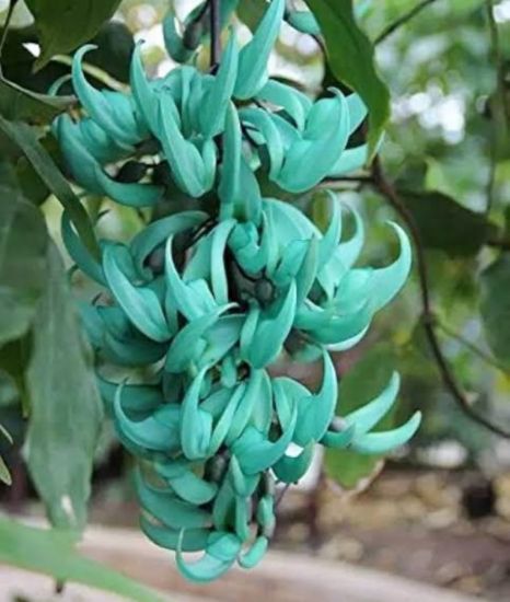 Picture of Jade Vine - Creeper