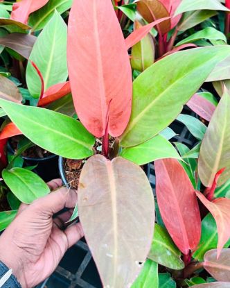 Picture of Philodendron - Sun Red