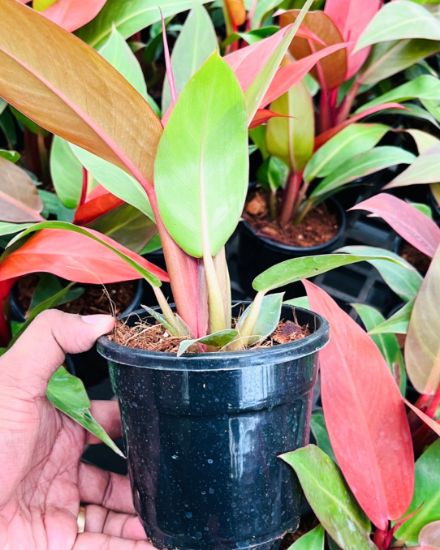 Picture of Philodendron - Sun Red