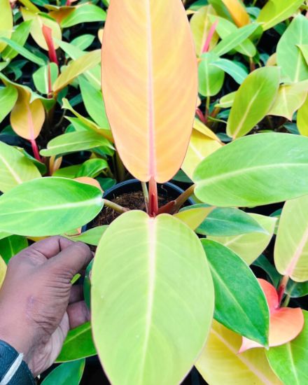 Picture of Philodendron - Orange splender, small plant - With pot