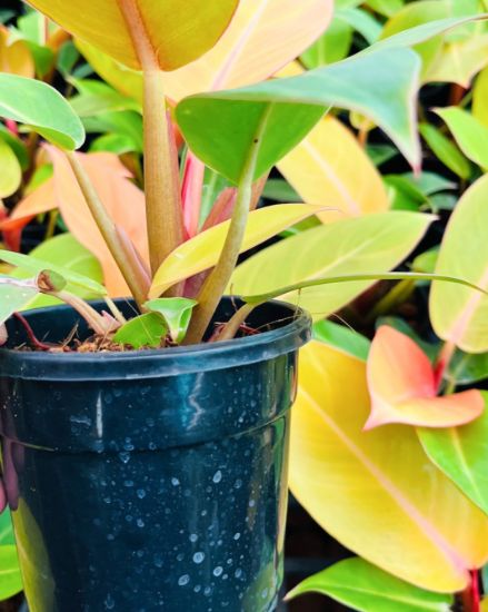 Picture of Philodendron - Orange splender