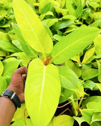 Picture of Philodendron - Melinonii Gold