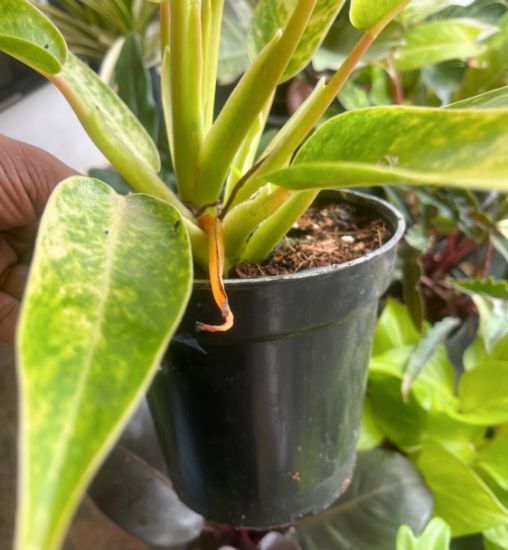 Picture of Philodendron - Calkins Gold