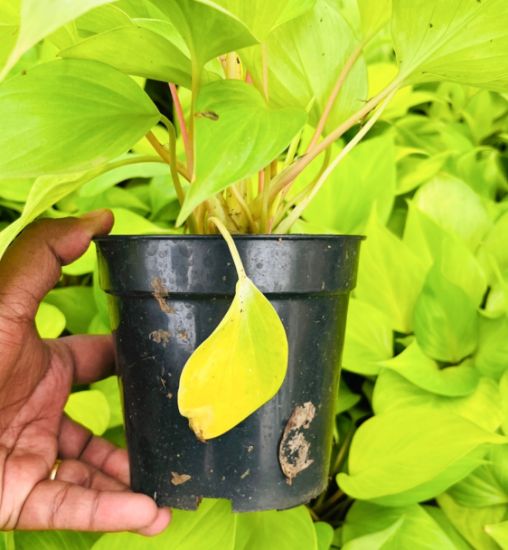 Picture of Philodendron - Homalomena Gold