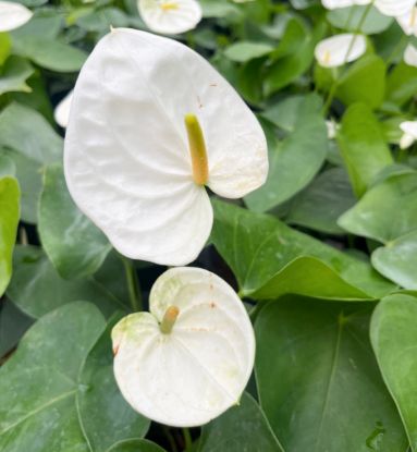 Picture of Anthurium-White - Double Shot