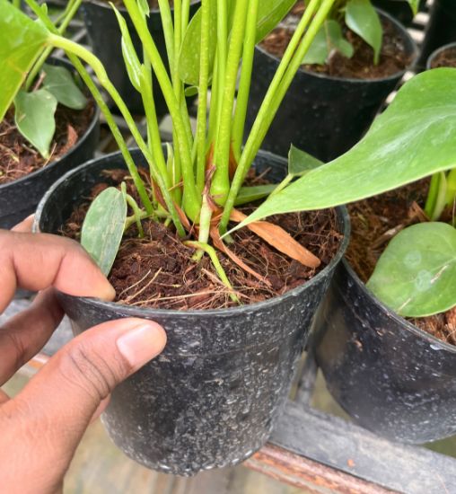 Picture of Anthurium-White - Double Shot