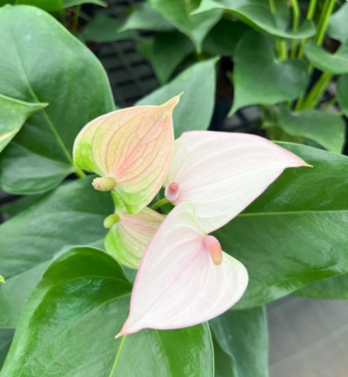 Picture of Anthurium - Pink and Green - Double Shot