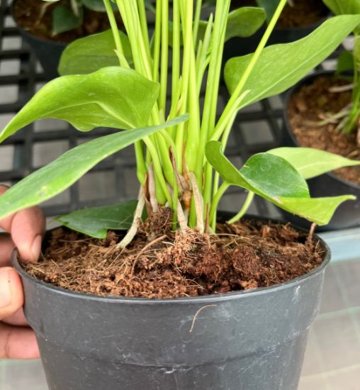 Picture of Anthurium - Pink and Green - Double Shot