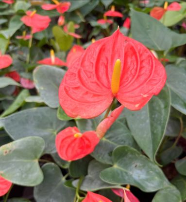 Picture of Anthurium - Orange - Double Shot