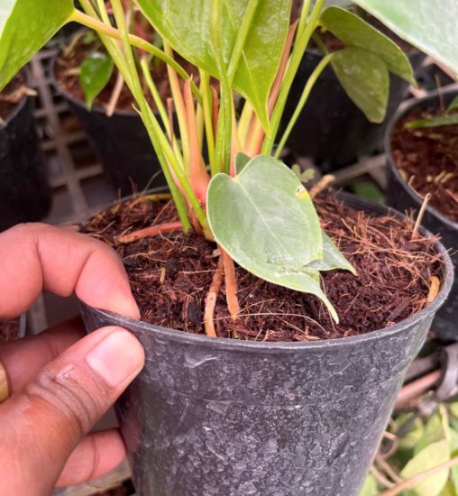 Picture of Anthurium - Orange - Double Shot