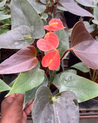 Picture of Anthurium - Orange mini - Double Shot