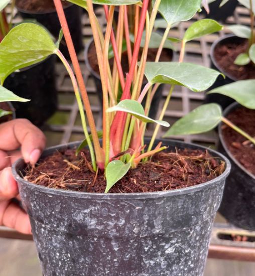 Picture of Anthurium - Orange mini - Double Shot