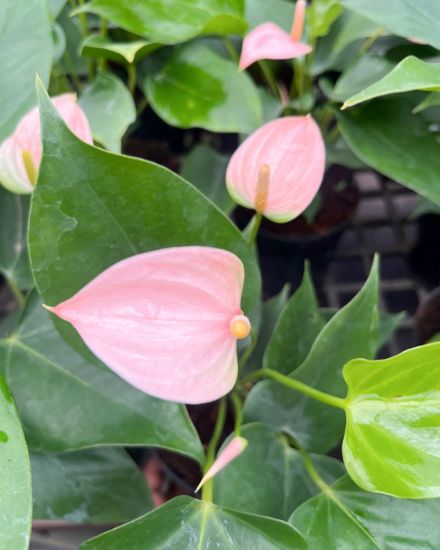 Picture of Anthurium - Baby Pink - Double Shot