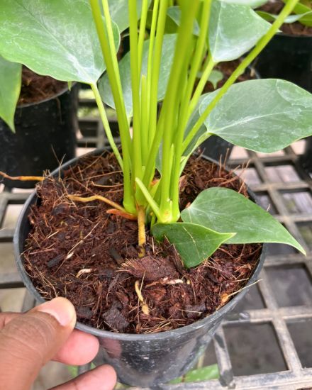 Picture of Anthurium - Baby Pink Semi - Double Shot