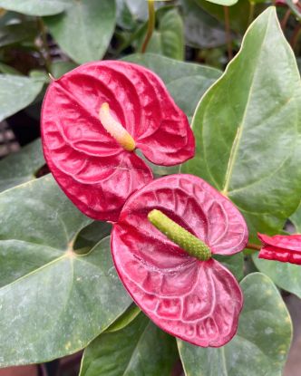 Picture of Anthurium - Maroon - Double Shot