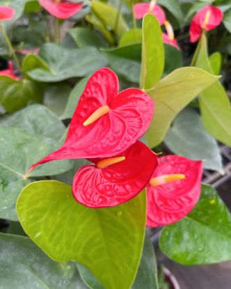 Picture of Anthurium - Red - Double Shot