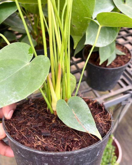 Picture of Anthurium - Red - Double Shot